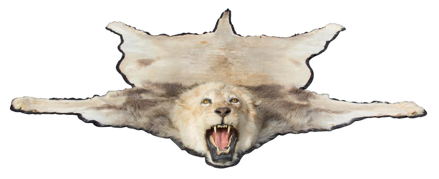 A Lion Skin Rug Length 82 x width 77 inches.