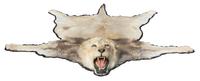 A Lion Skin Rug Length 82 x width 77 inches.