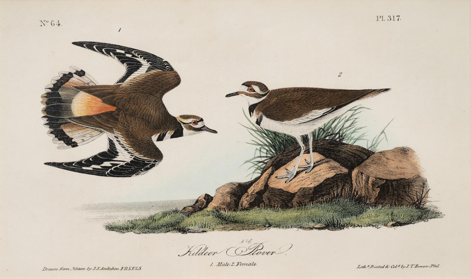 A Group of Four Prints of Aquatic Birds, after John James Audubon (1785-1851)