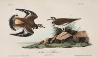 A Group of Four Prints of Aquatic Birds, after John James Audubon (1785-1851)