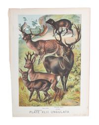 Eight Hand Colored Animal Prints Height 7 1/2 x width 10 3/4 inches (largest) — LATE 19TH/EARLY 20TH CENTURY