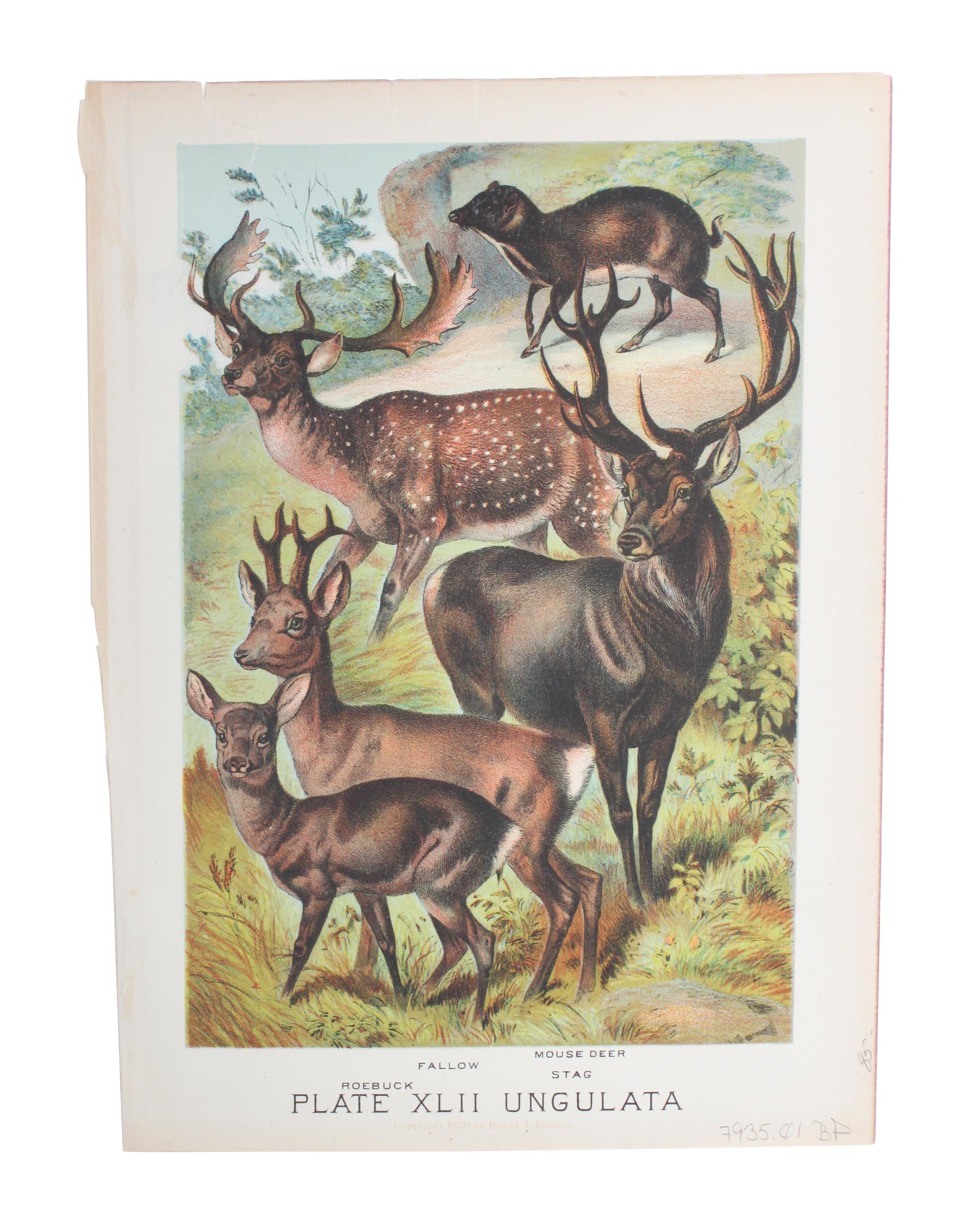 Eight Hand Colored Animal Prints Height 7 1/2 x width 10 3/4 inches (largest) — LATE 19TH/EARLY 20TH CENTURY