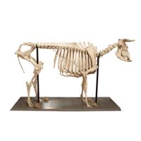 An Anatomical Model of a Cow Skeleton 92" W x 24" D x 52" H — Germany, Mid-20th Century
