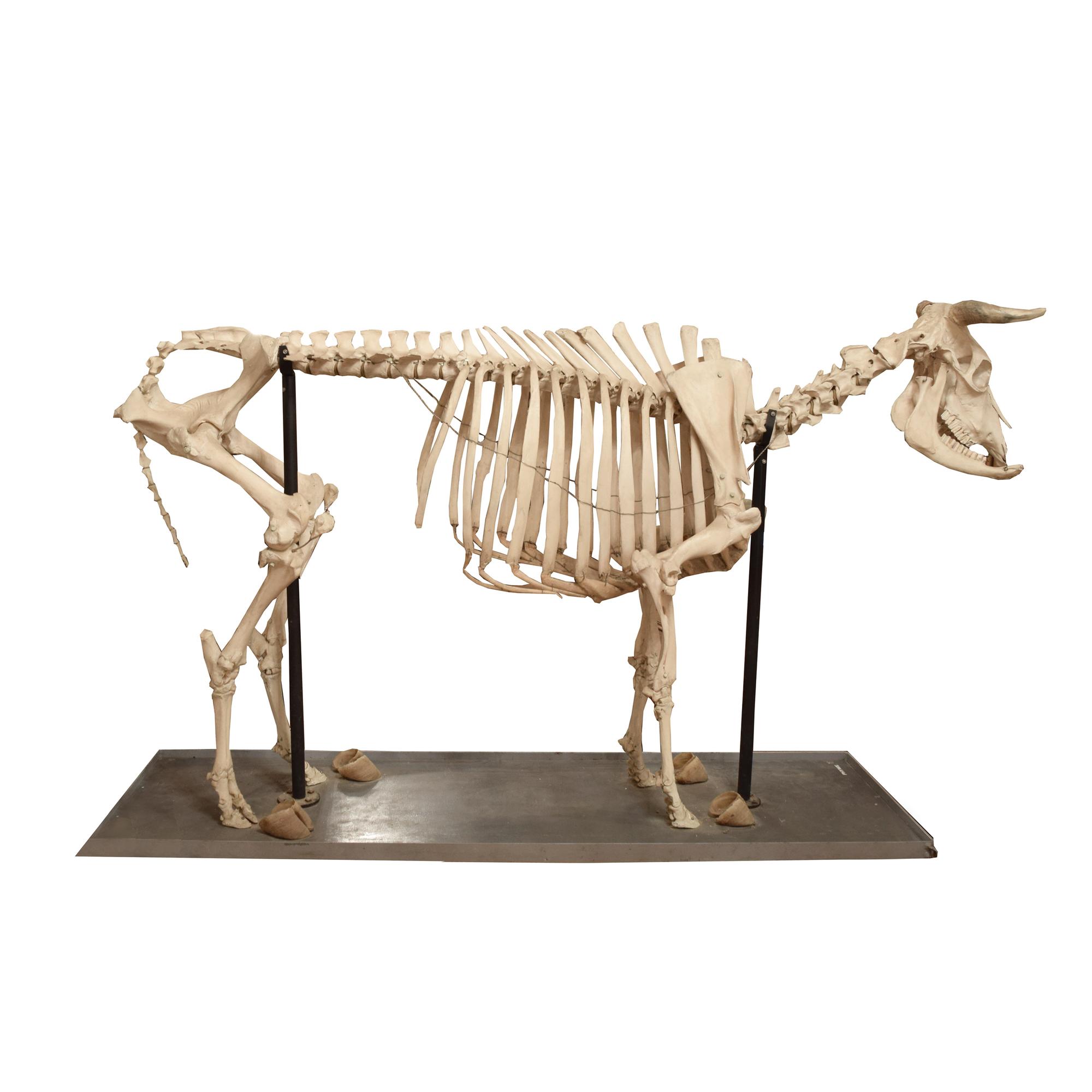 An Anatomical Model of a Cow Skeleton 92" W x 24" D x 52" H — Germany, Mid-20th Century