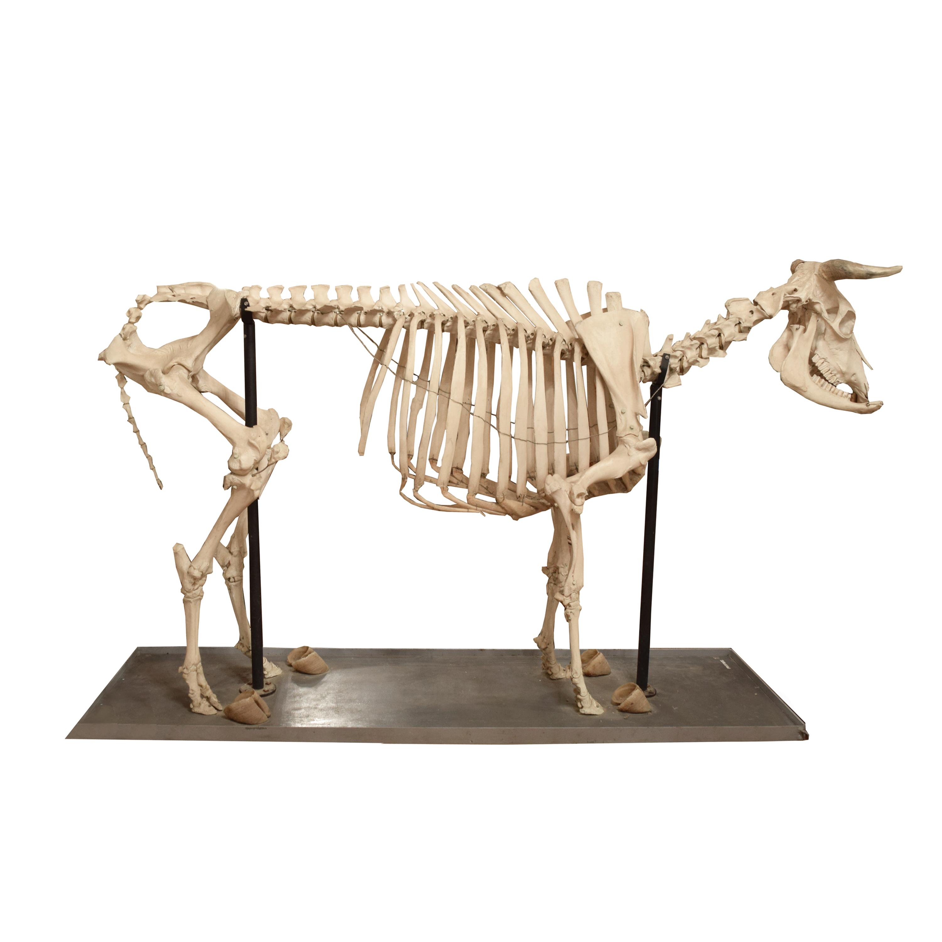 An Anatomical Model of a Cow Skeleton 92" W x 24" D x 52" H — Germany, Mid-20th Century