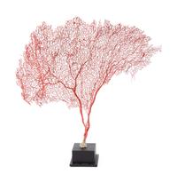 A Black Coral Branch Specimen and Red Coral Specimen
