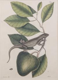 Two Hand-Colored Engravings Plate size: 13 15/16 x 10 1/8 inches.