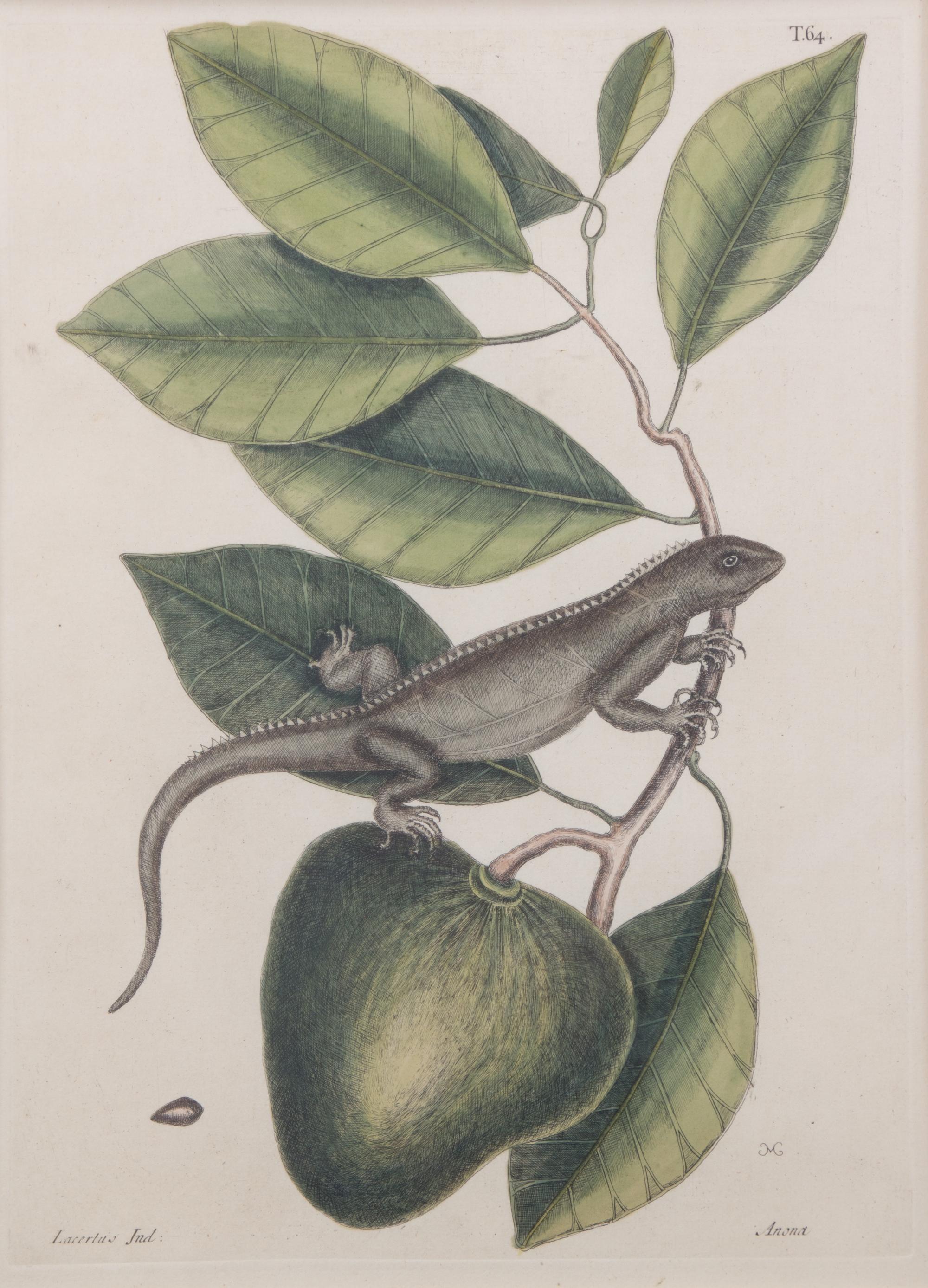 Two Hand-Colored Engravings Plate size: 13 15/16 x 10 1/8 inches.