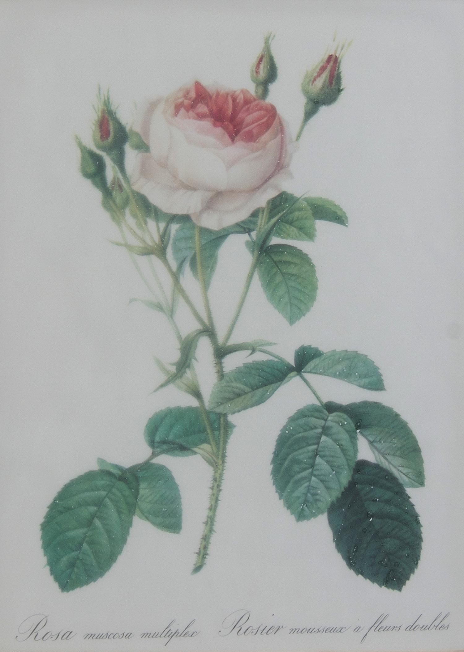 Four French Handcolored Botanical Engravings, Pierre Joseph Redoute (1759-1840), Height of first 13 3/4 x 10 1/4 inches (visible).