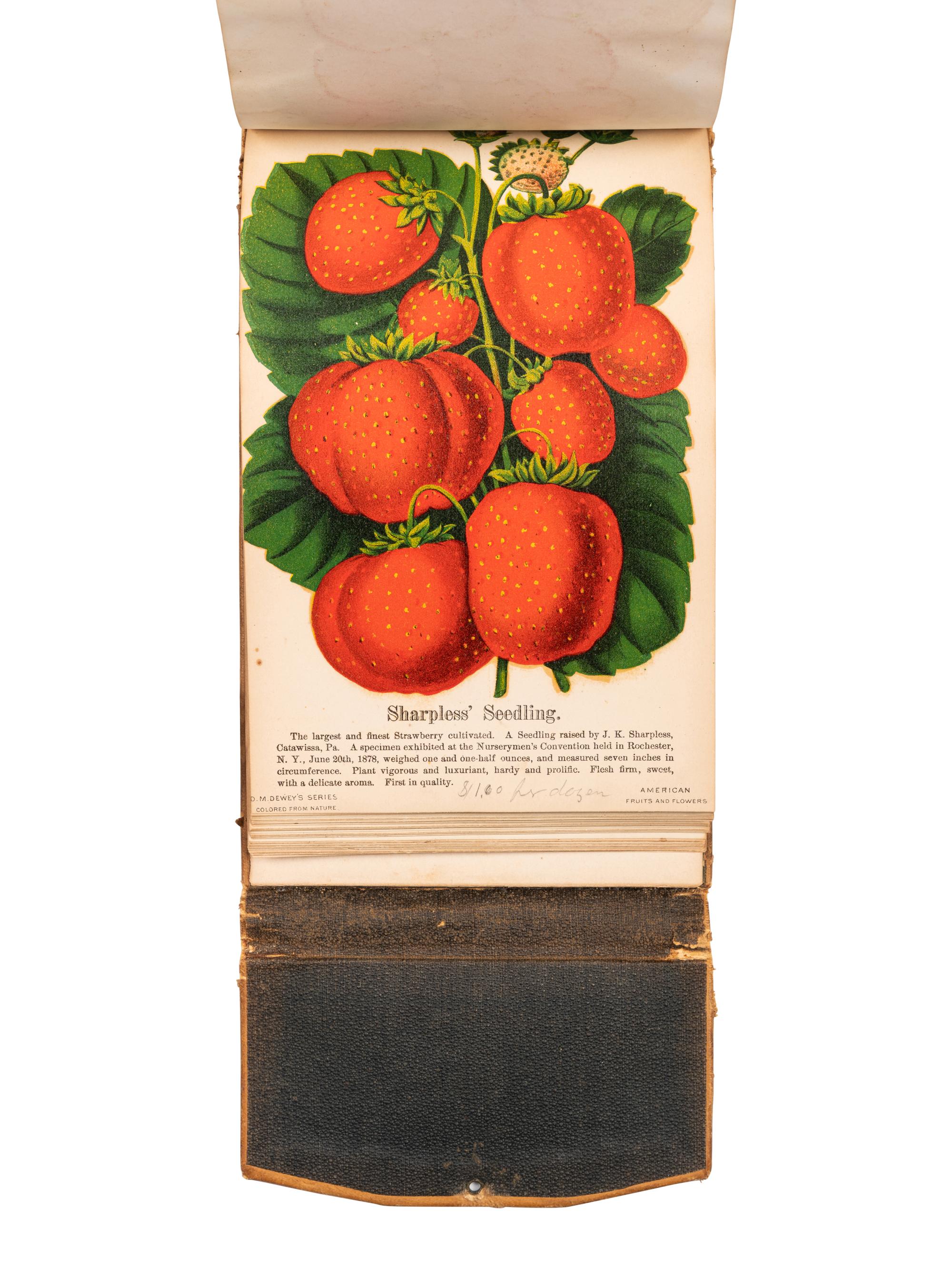 [SALESMAN'S CATALOGUE]. DEWEY, D. M. The Nurseryman's Specimen Book of American Horticulture and Floriculture, Fruits, Flowers, Ornamental Trees, Shrubs, Roses, &c . N.p., n.d. [ca 1880s?].