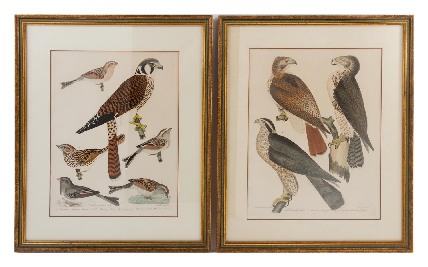 Two Ornithological Prints Height 13 1/4 x width 10 1/4 inches.