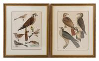 Two Ornithological Prints Height 13 1/4 x width 10 1/4 inches.