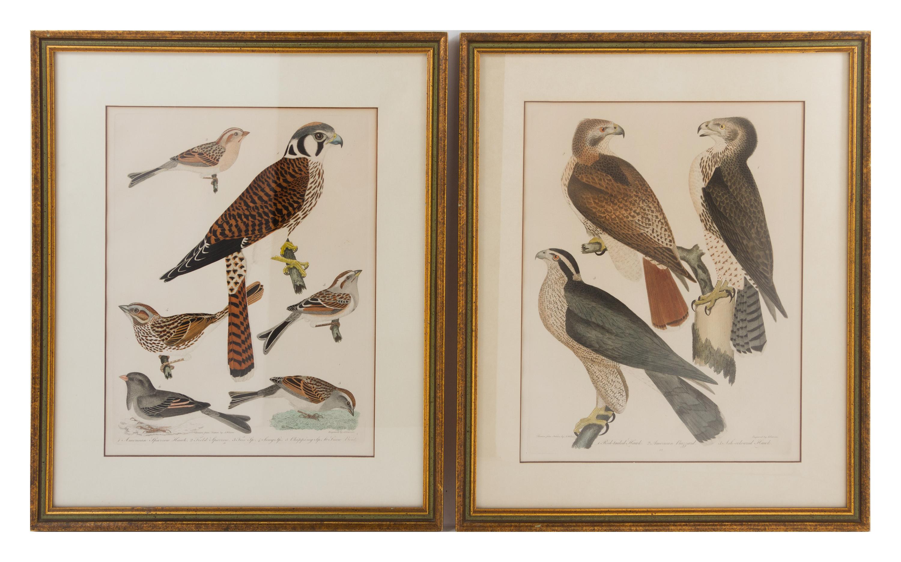 Two Ornithological Prints Height 13 1/4 x width 10 1/4 inches.