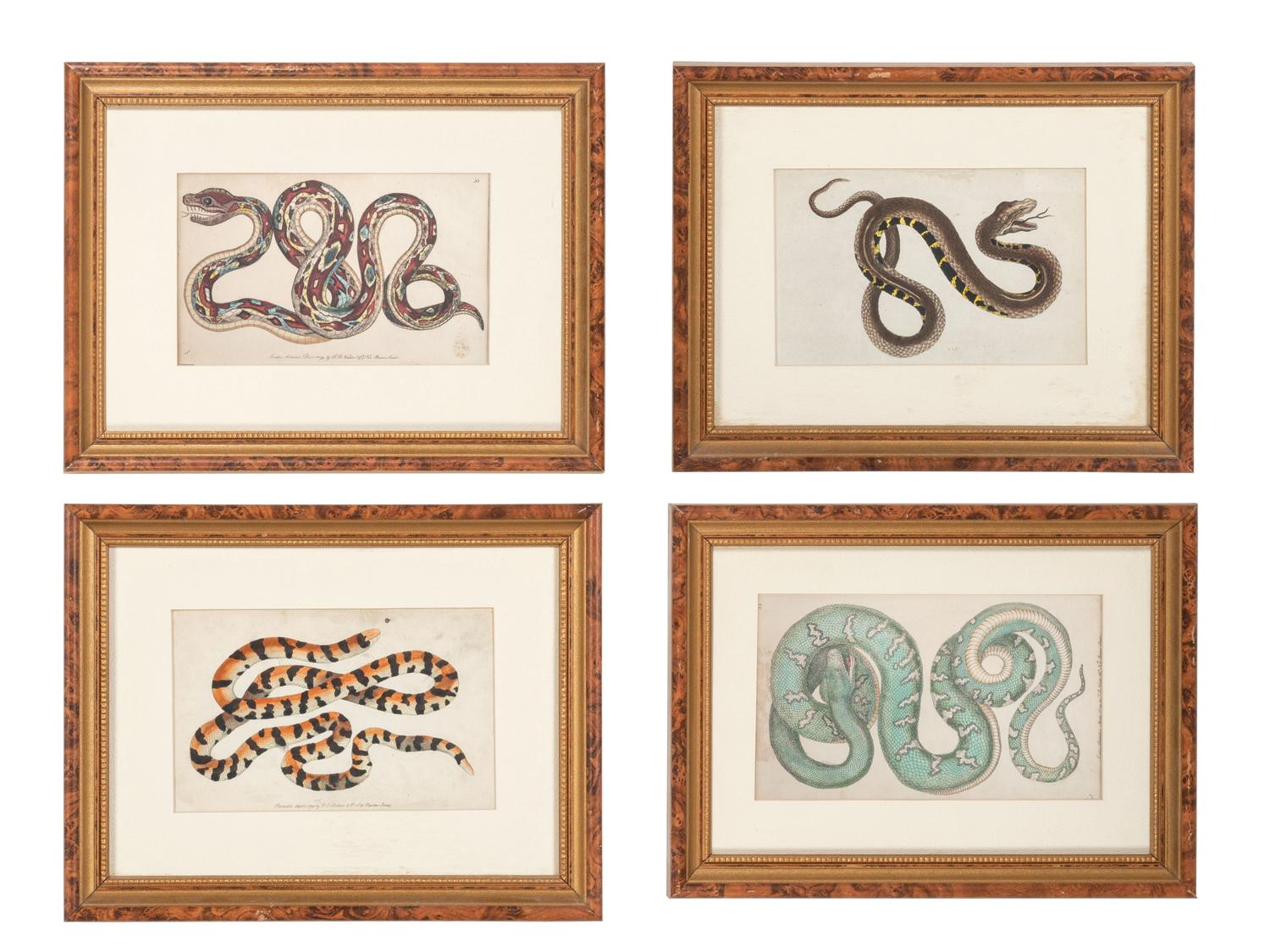 Seven Intaglio Prints of Reptiles