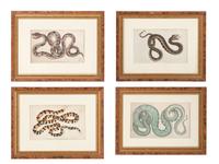 Seven Intaglio Prints of Reptiles
