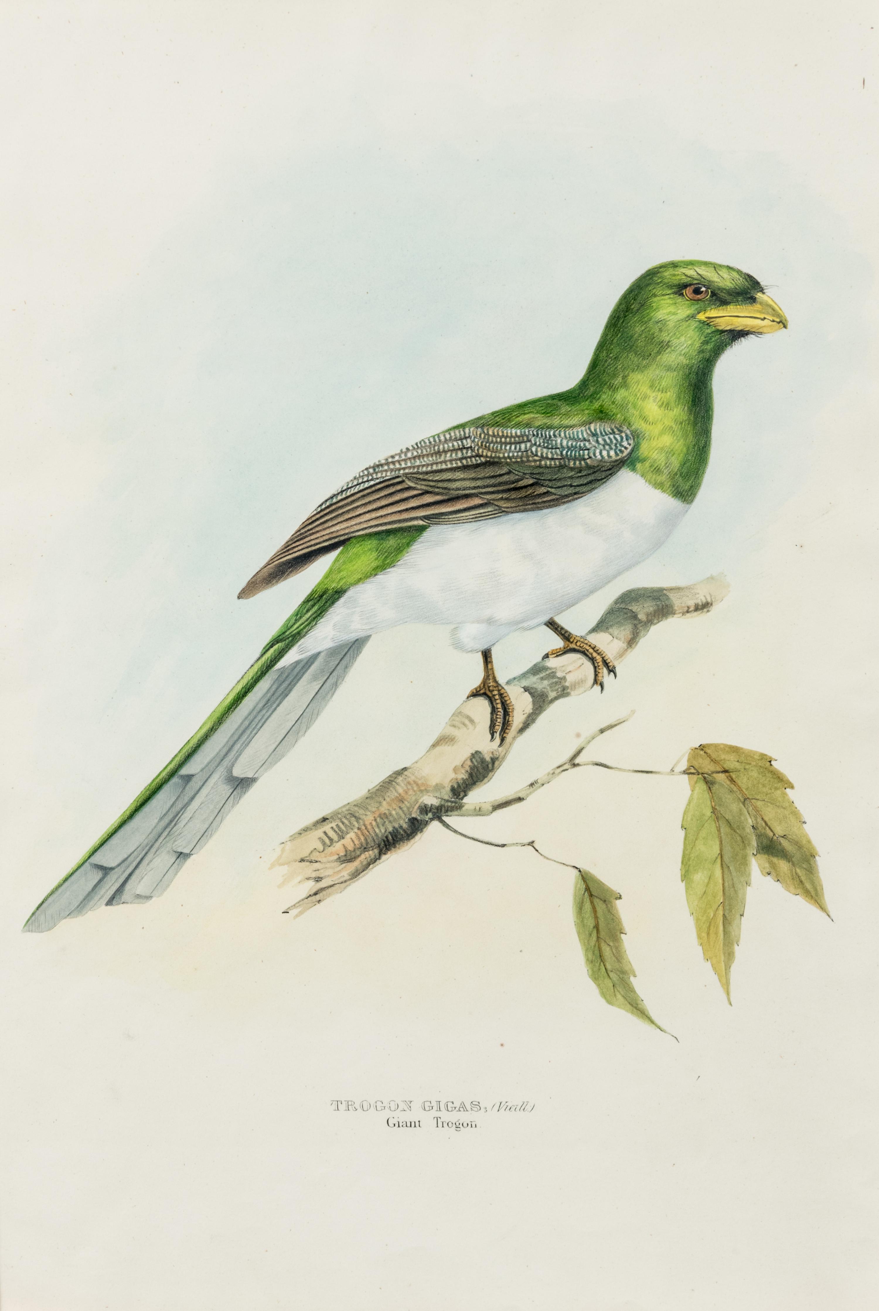 GOULD, John (1804-1881)