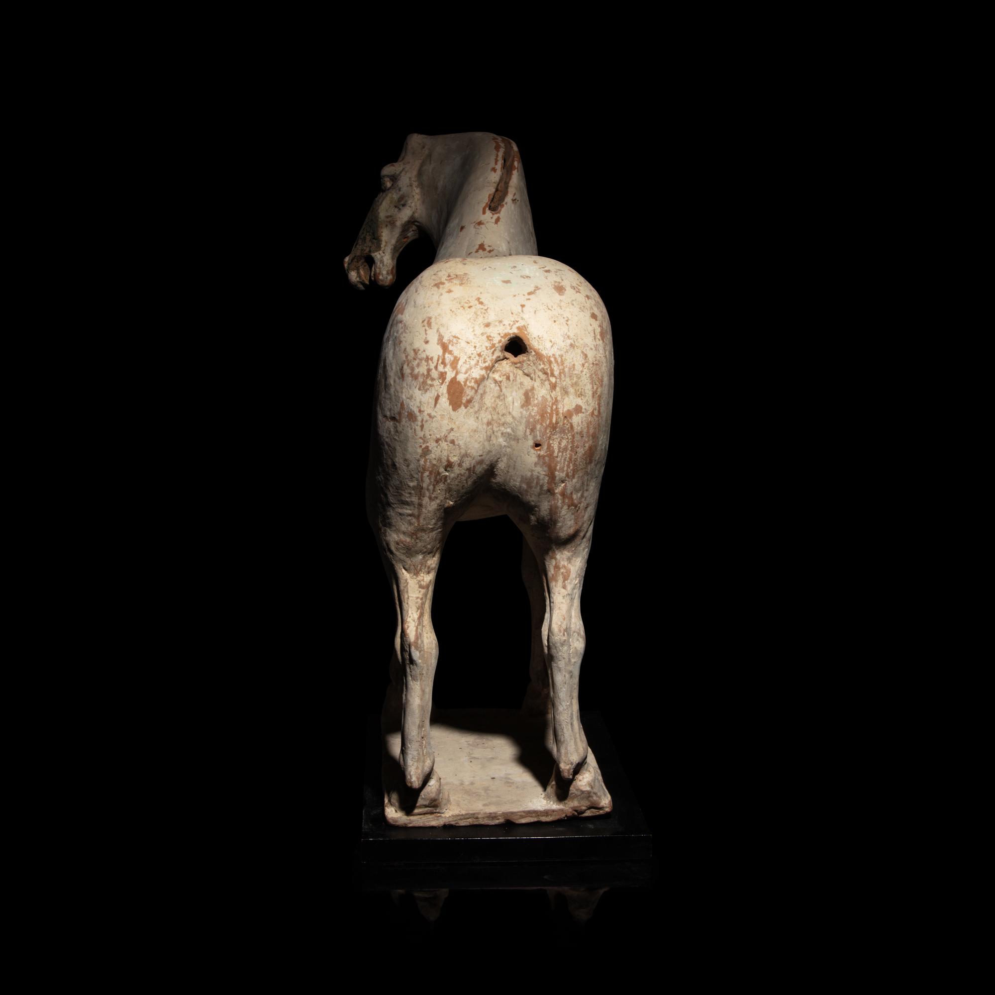 A Chinese Painted Pottery Horse, Tang Dynasty — 唐 白陶馬