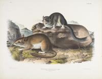 AUDUBON, John James (1785-1851)