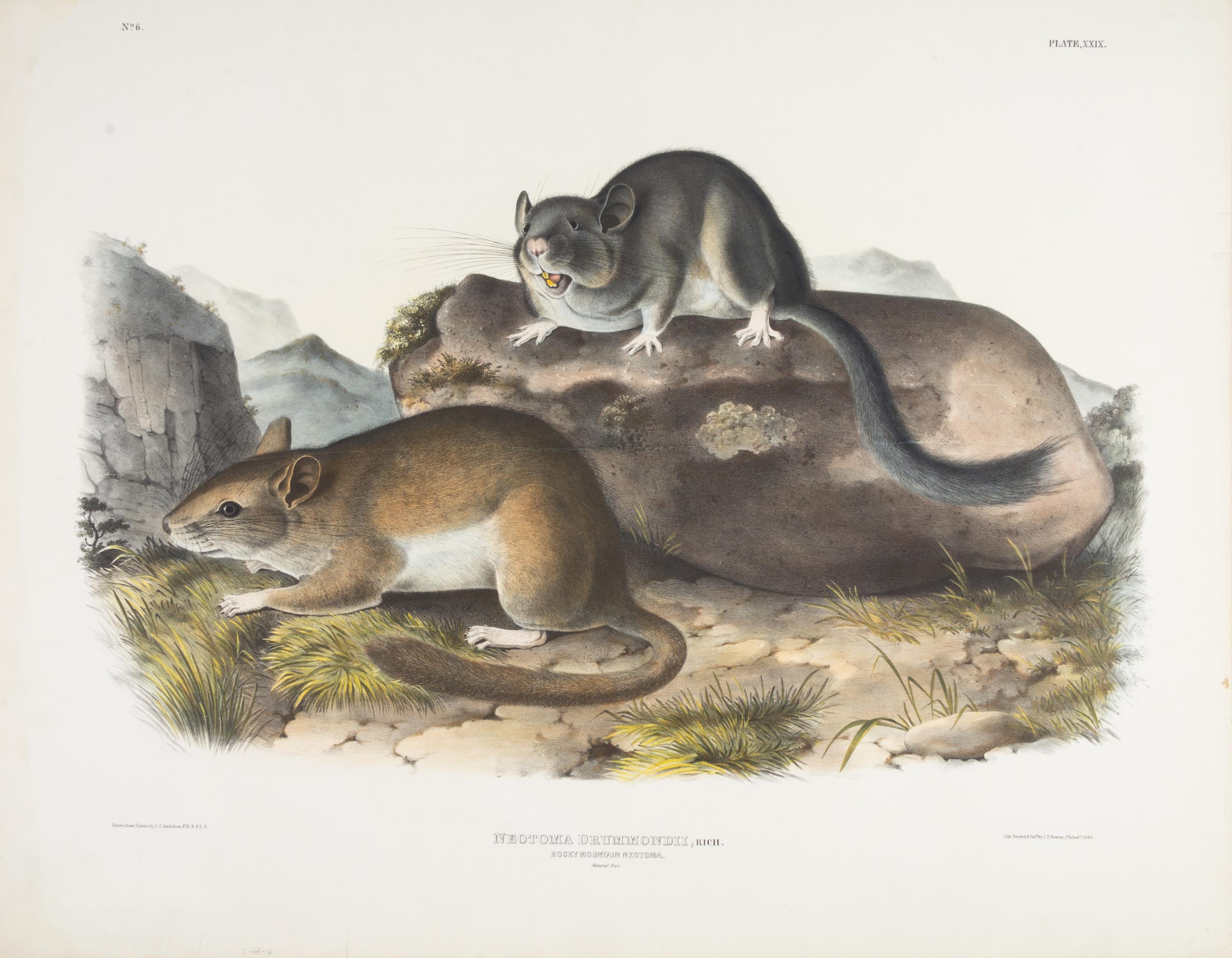 AUDUBON, John James (1785-1851)
