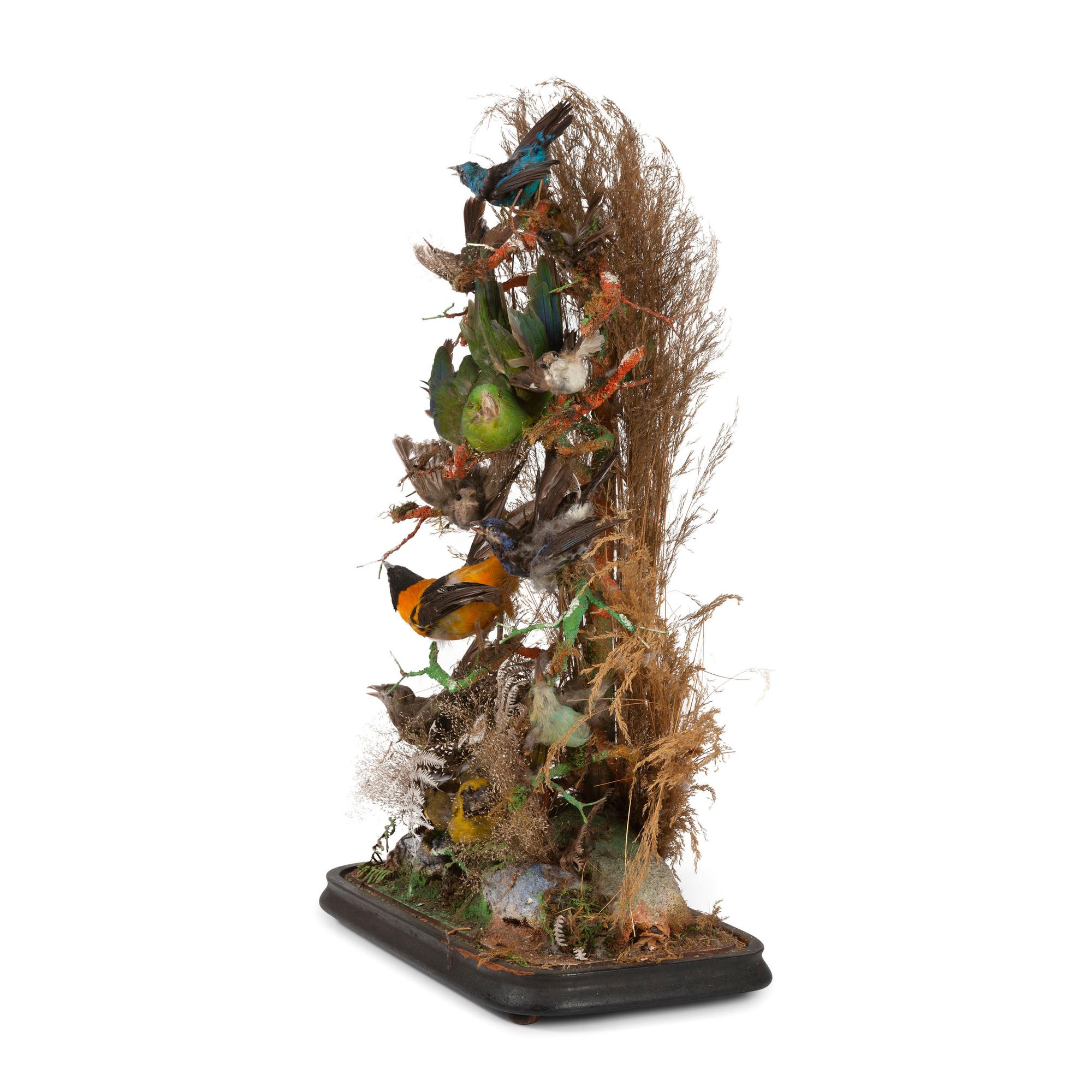 A Victorian Bird Taxidermy Diorama