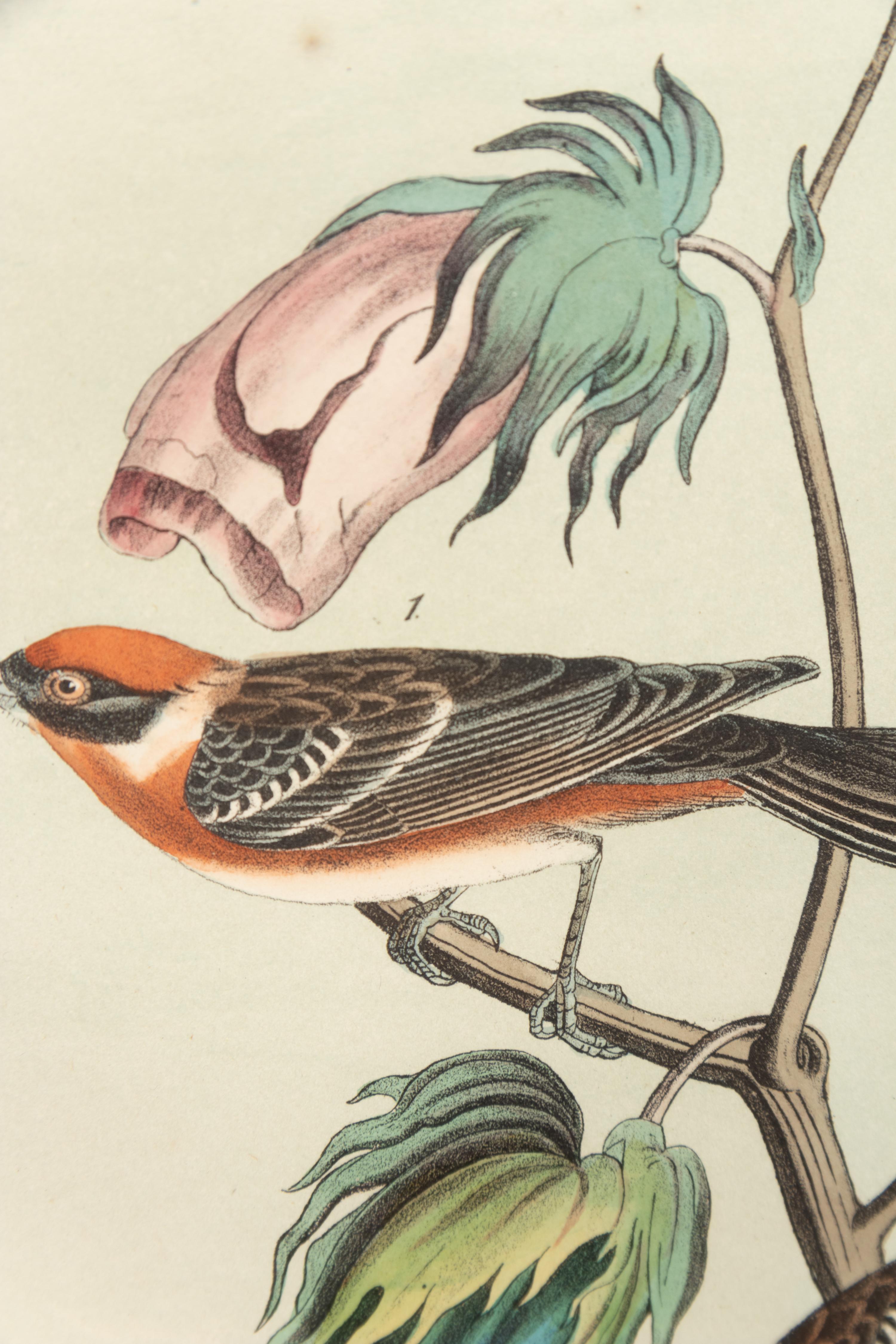 After John James Audubon (American, 1785-1851)