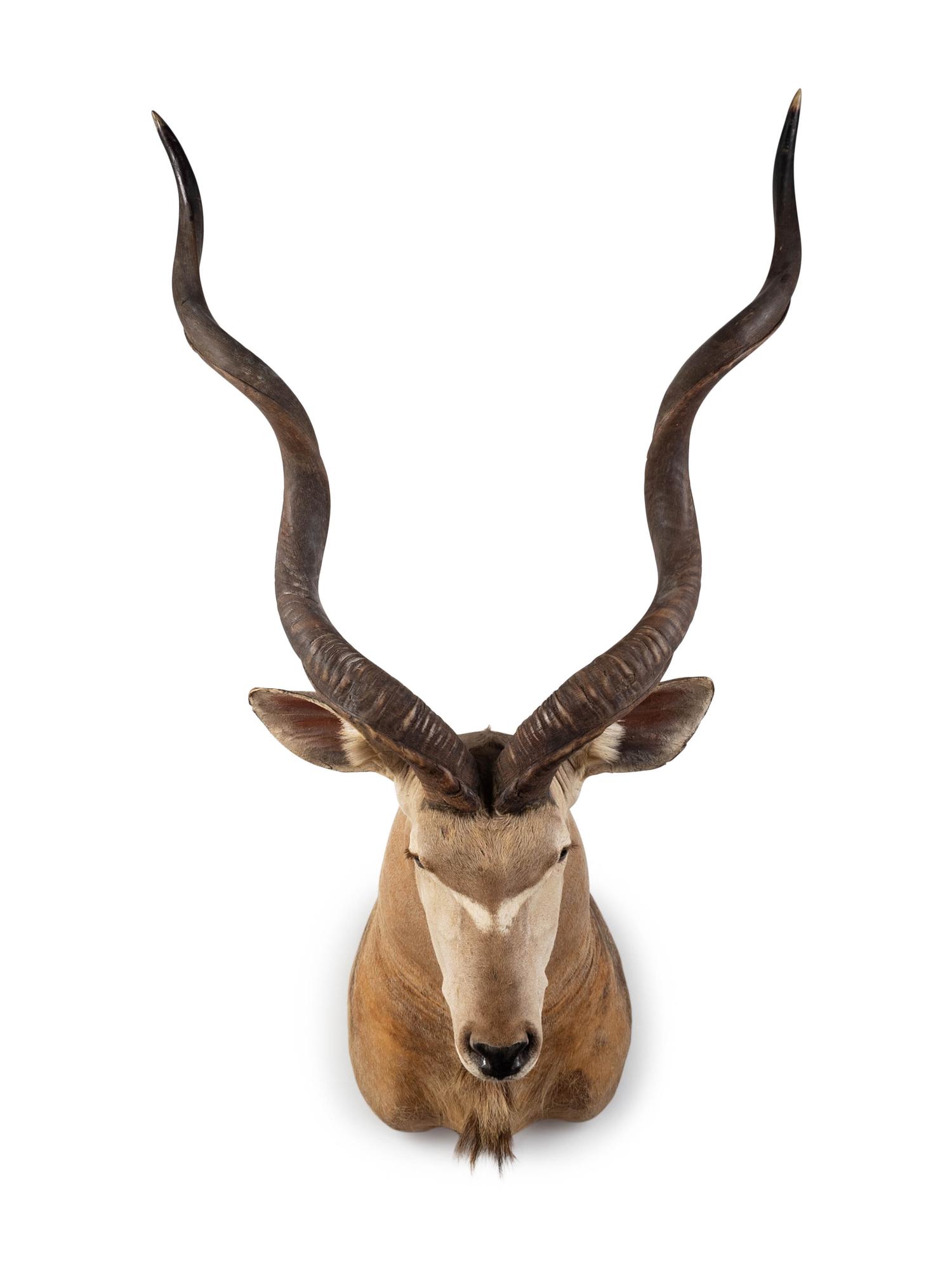A Shoulder Mount Taxidermy Greater Kudu