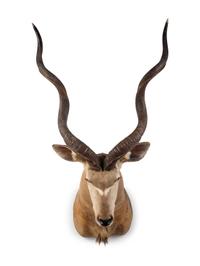 A Shoulder Mount Taxidermy Greater Kudu