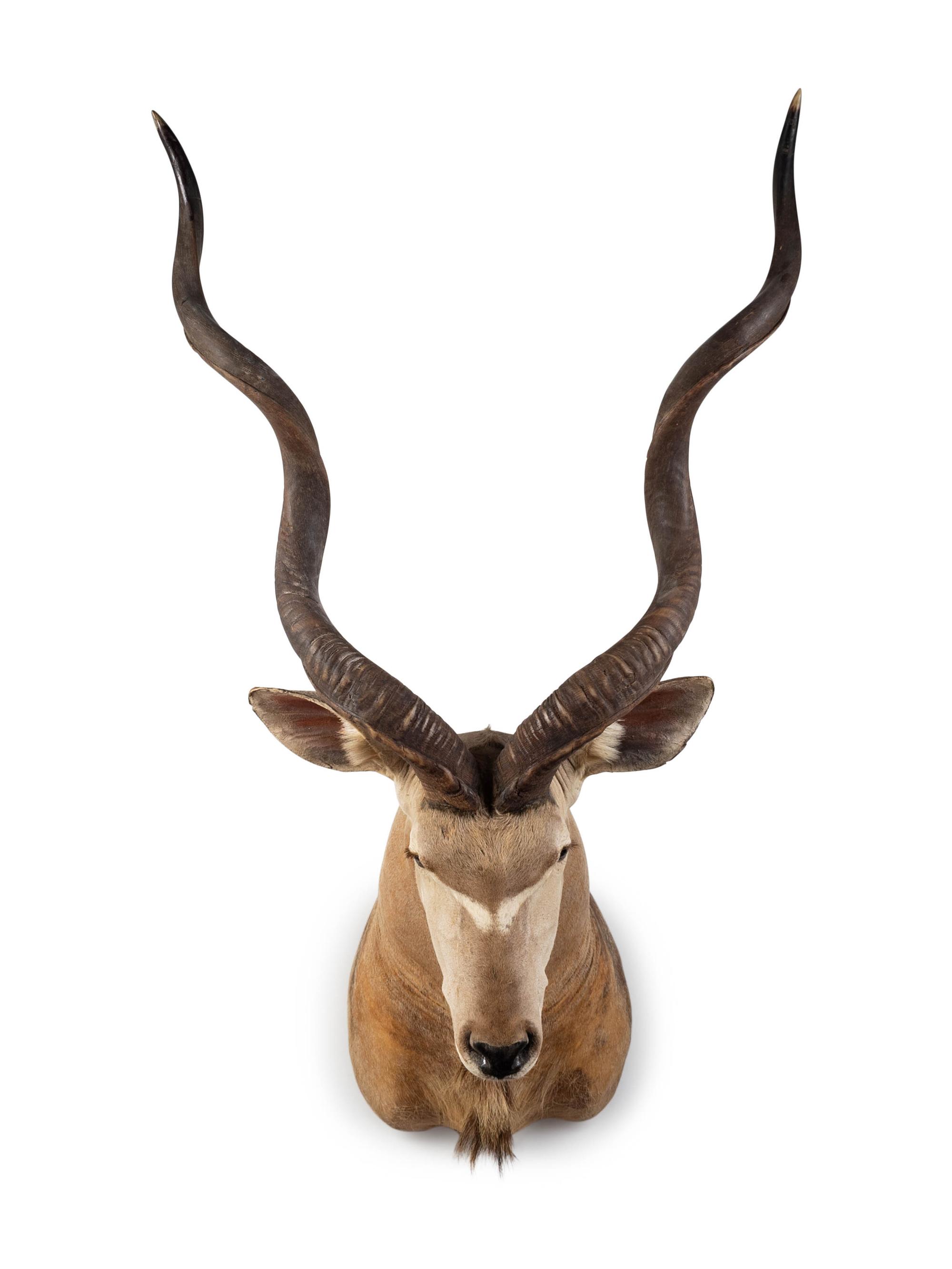 A Shoulder Mount Taxidermy Greater Kudu