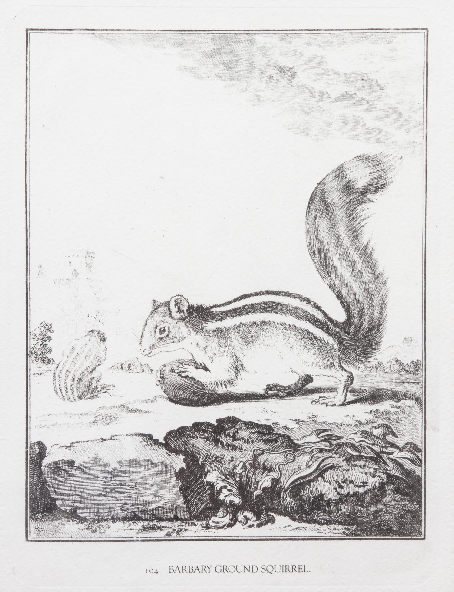 A Collection of Twenty Framed Black & White Animal Prints Framed size 21 3/4 x 19 1/2 inches. — 20TH CENTURY