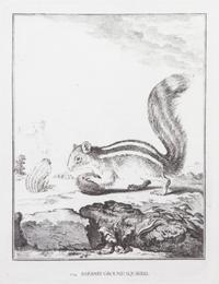 A Collection of Twenty Framed Black & White Animal Prints Framed size 21 3/4 x 19 1/2 inches. — 20TH CENTURY