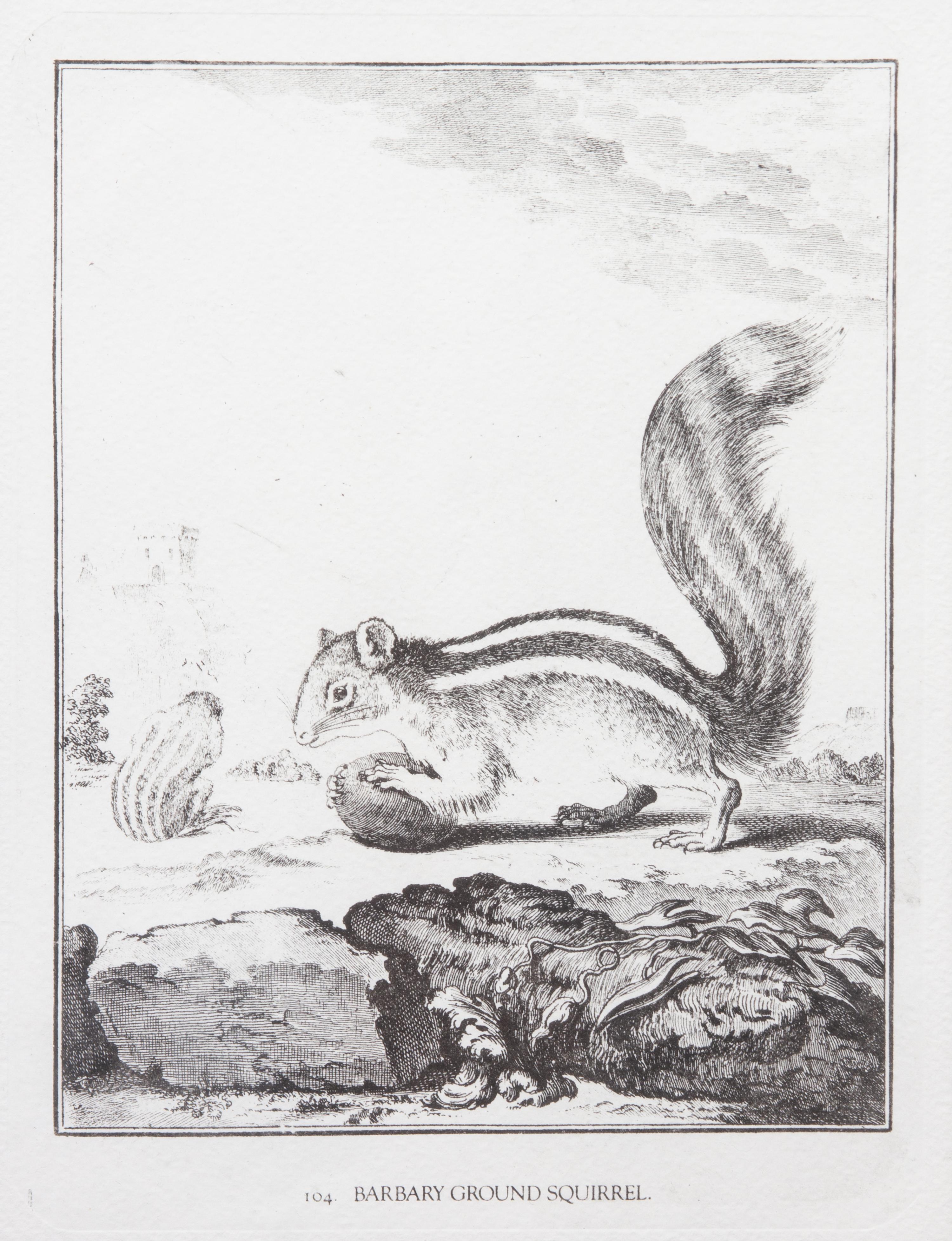 A Collection of Twenty Framed Black & White Animal Prints Framed size 21 3/4 x 19 1/2 inches. — 20TH CENTURY