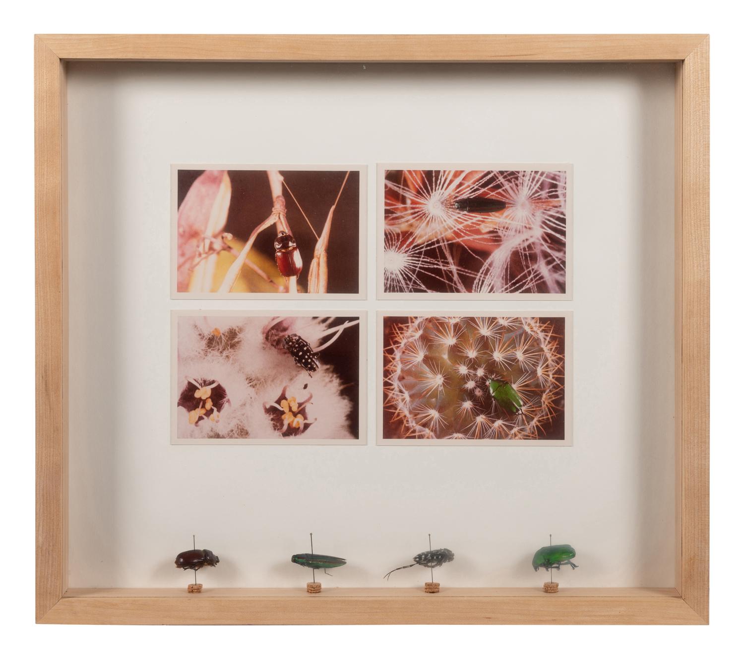 Insects