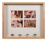 Insects
