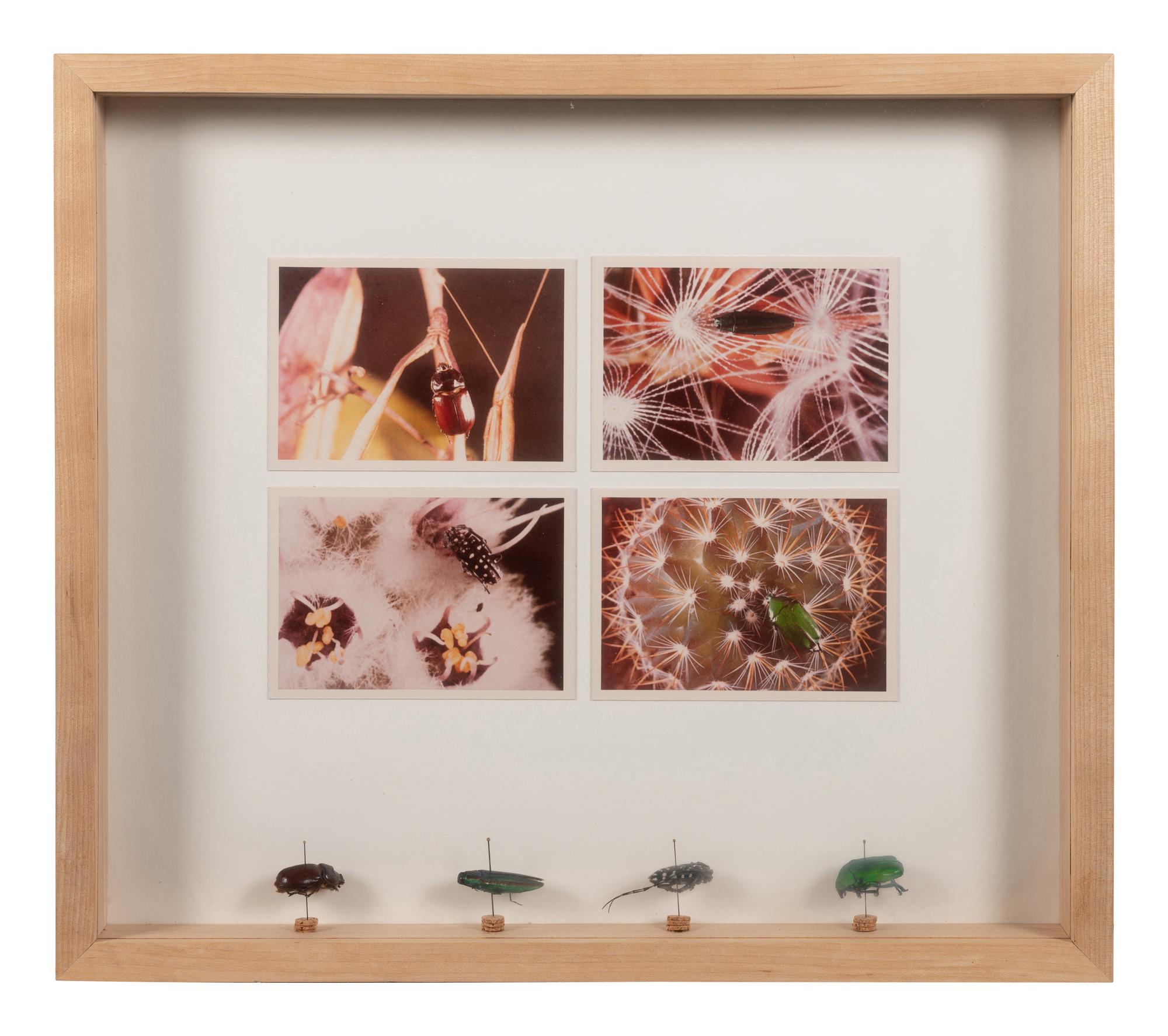 Insects
