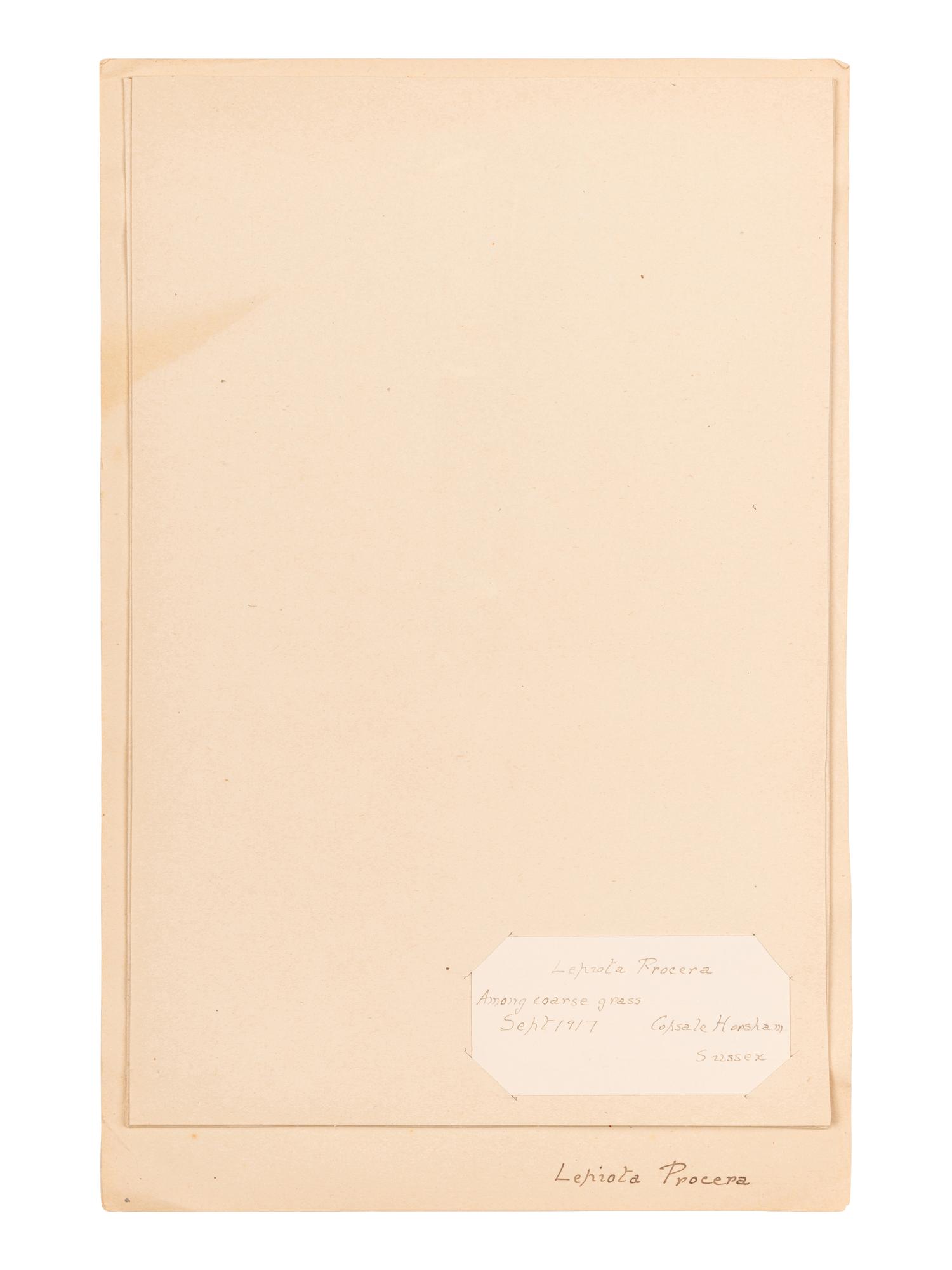 [SPECIMEN ALBUM - MUSHROOMS]. Collection of pressed and preserved Basidiomycete mushrooms, including specimens from nature and watercolor drawings. Ca 1915-1917.