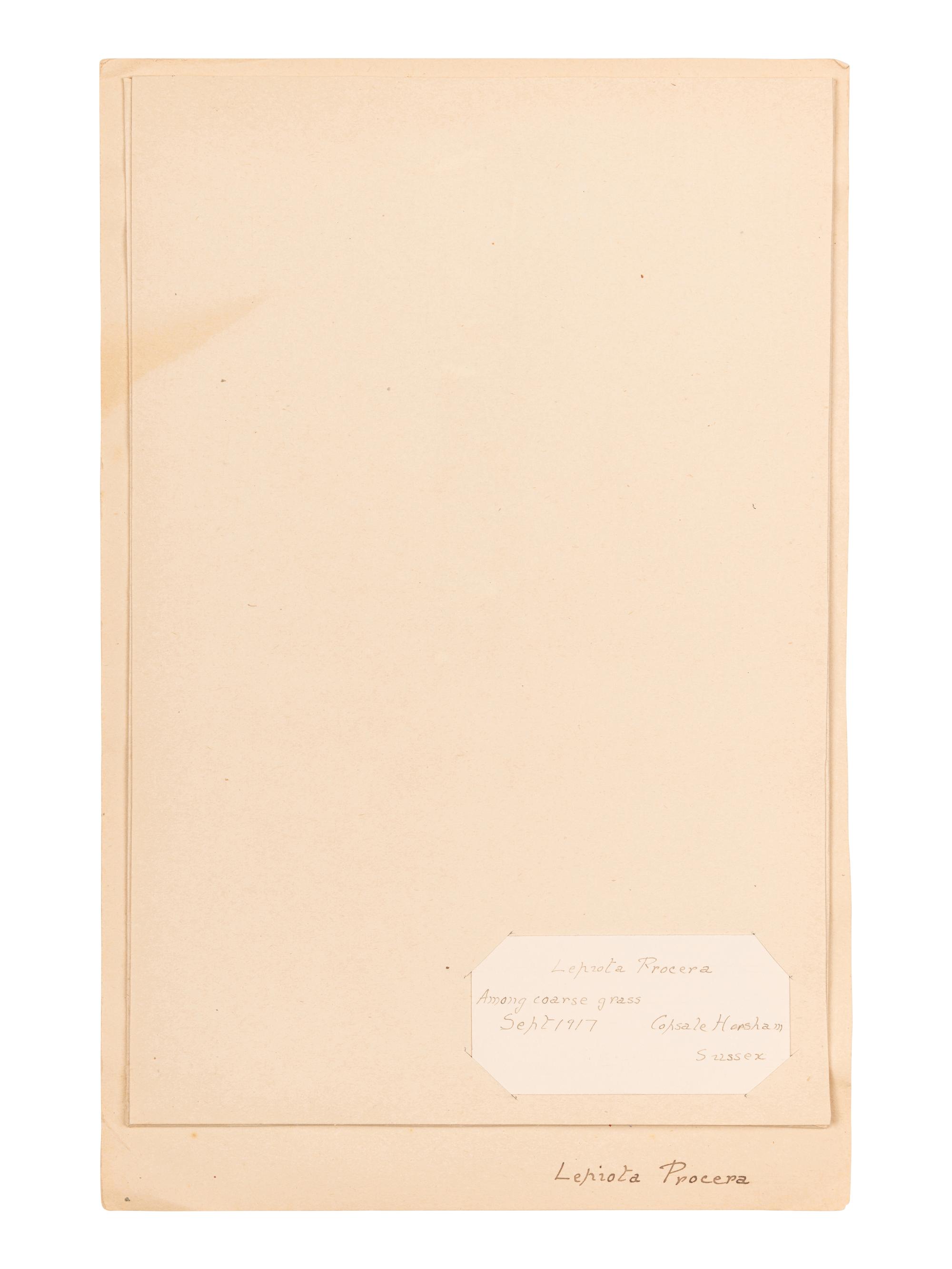 [SPECIMEN ALBUM - MUSHROOMS]. Collection of pressed and preserved Basidiomycete mushrooms, including specimens from nature and watercolor drawings. Ca 1915-1917.