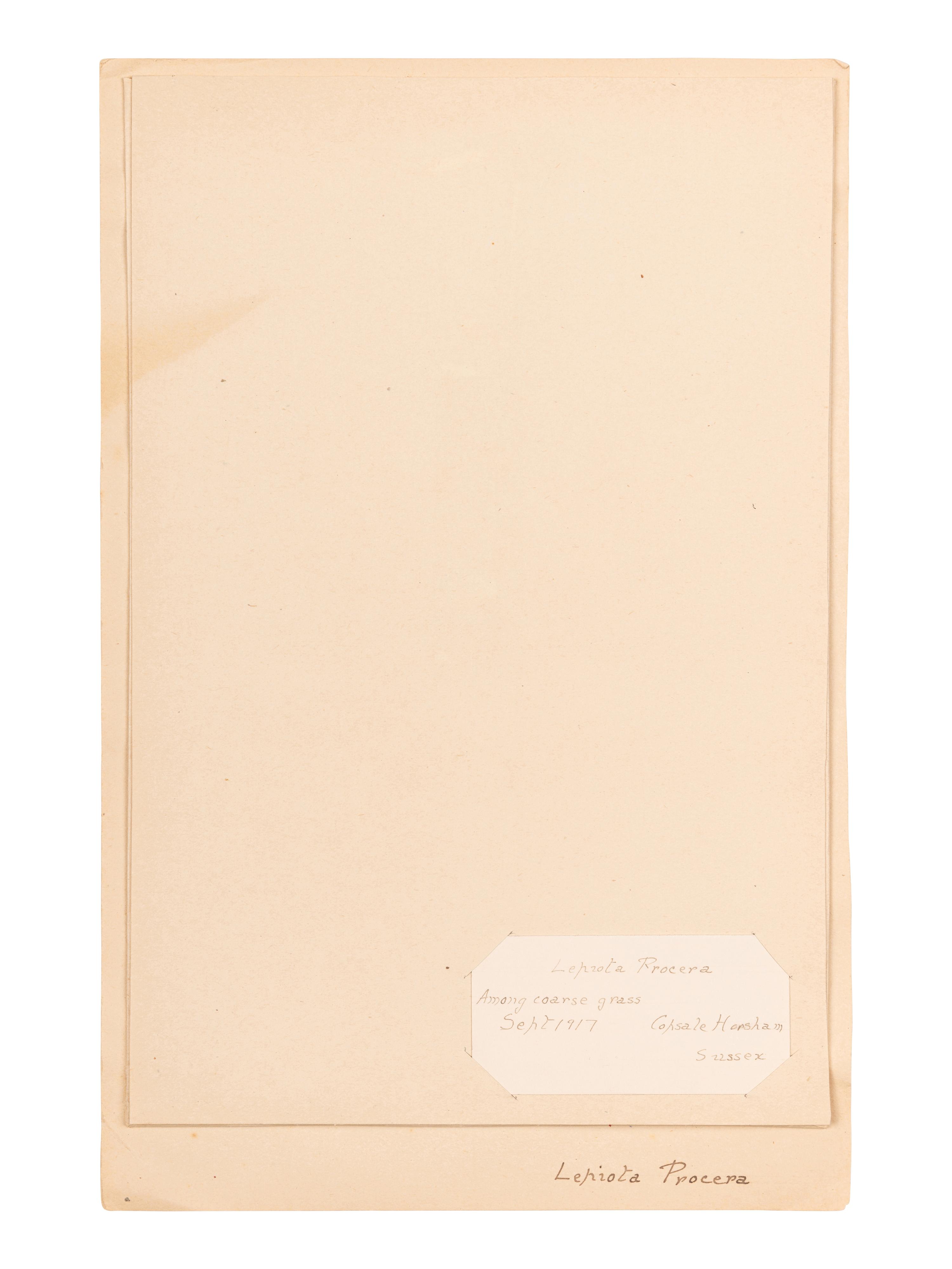 [SPECIMEN ALBUM - MUSHROOMS]. Collection of pressed and preserved Basidiomycete mushrooms, including specimens from nature and watercolor drawings. Ca 1915-1917.