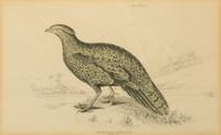 A Group of Nine Ornithological Prints — 19TH/20TH CENTURY