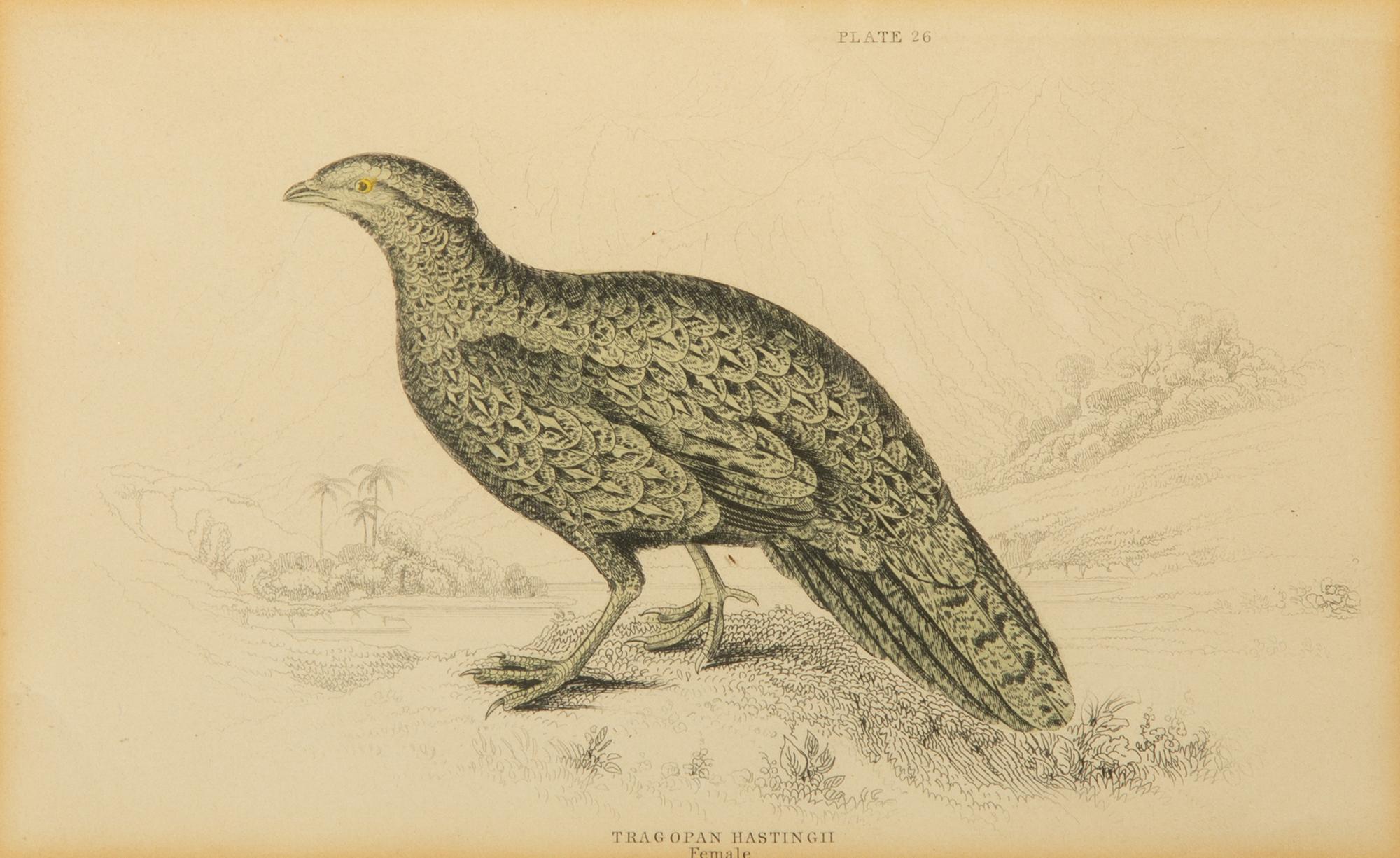 A Group of Nine Ornithological Prints — 19TH/20TH CENTURY