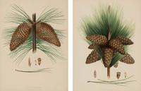 A Pair of Large Hand-Colored Botanical Engravings