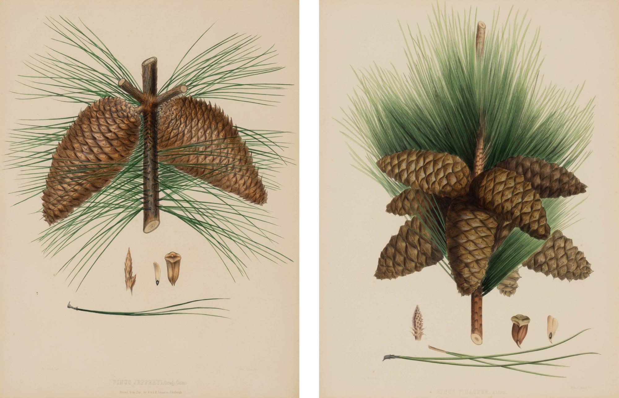 A Pair of Large Hand-Colored Botanical Engravings