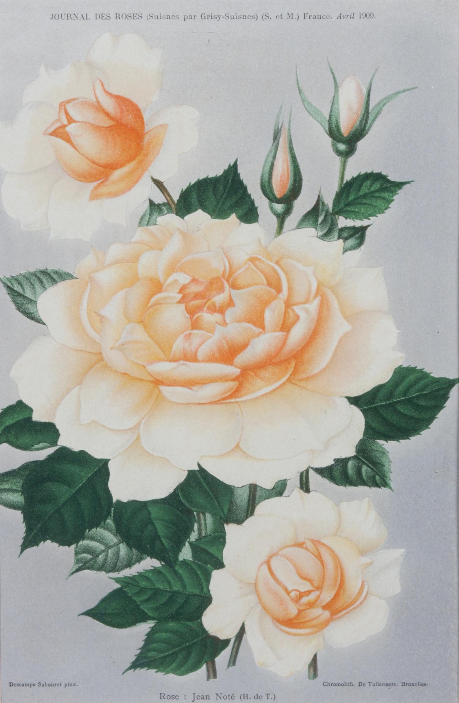 A Collection of Five Chromolithographs of Botanicals Height of largest frame 23 x width 20 inches.