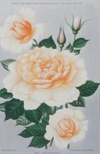 A Collection of Five Chromolithographs of Botanicals Height of largest frame 23 x width 20 inches.