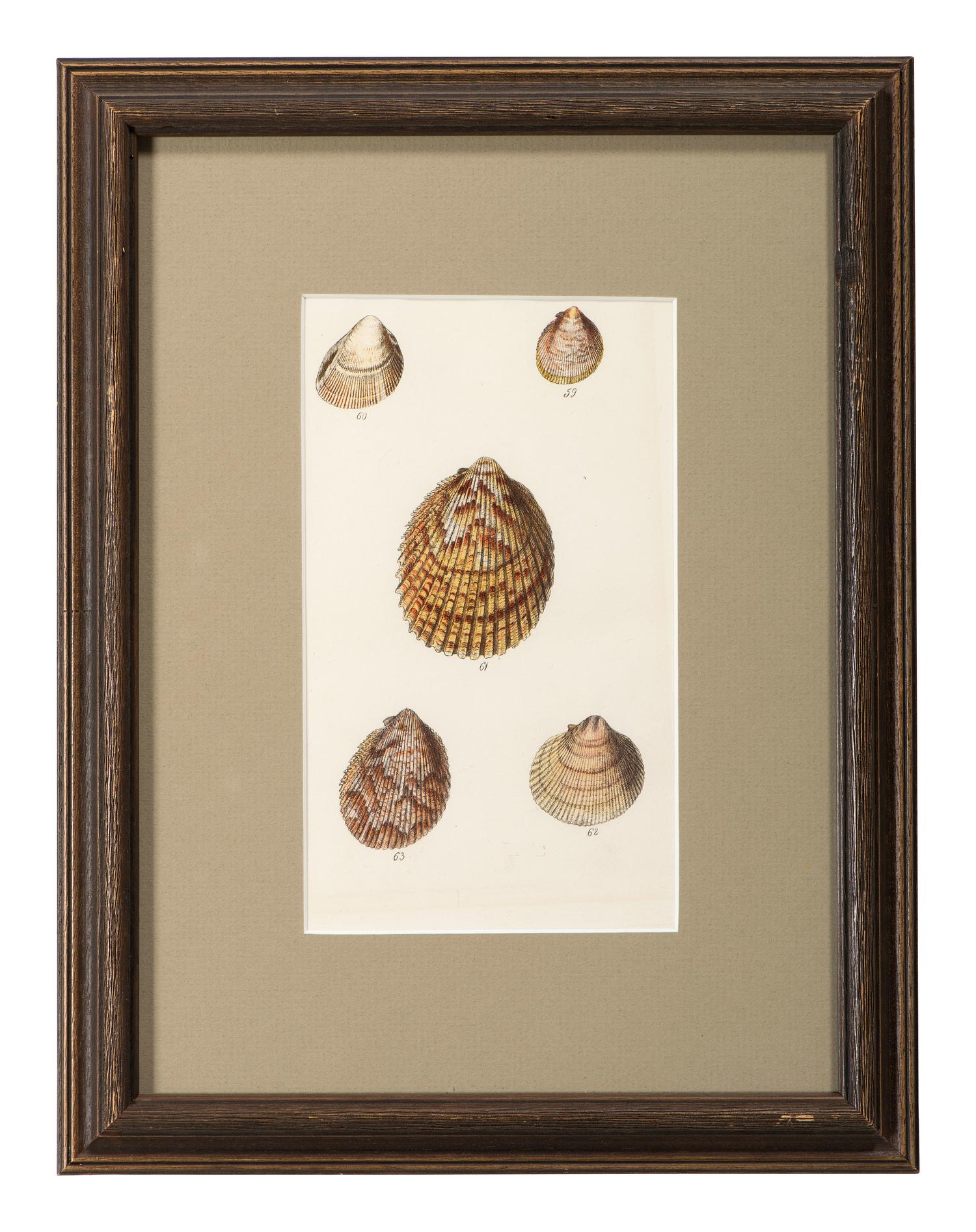 Thirteen Hand-Colored Shell Engravings