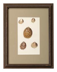 Thirteen Hand-Colored Shell Engravings