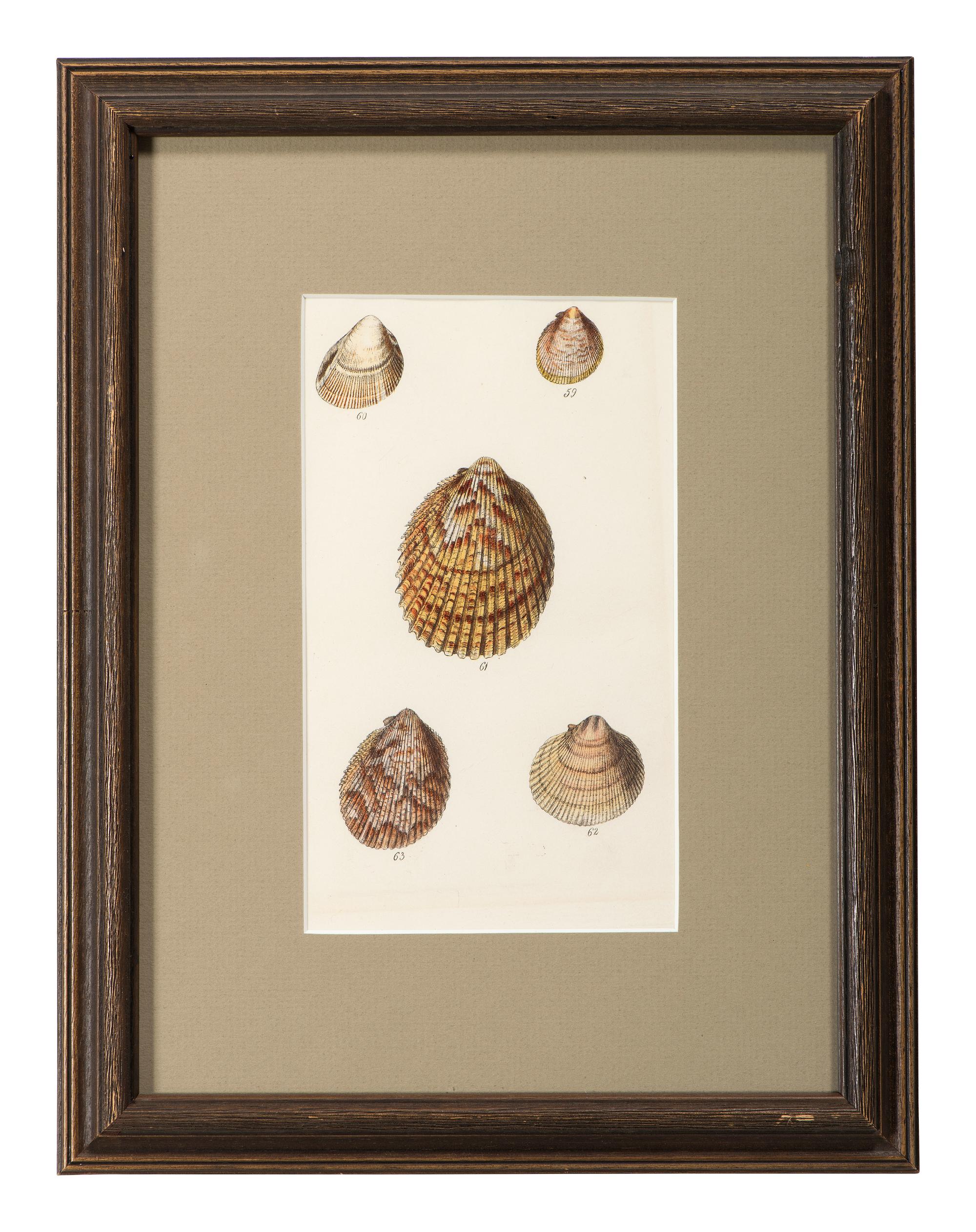 Thirteen Hand-Colored Shell Engravings