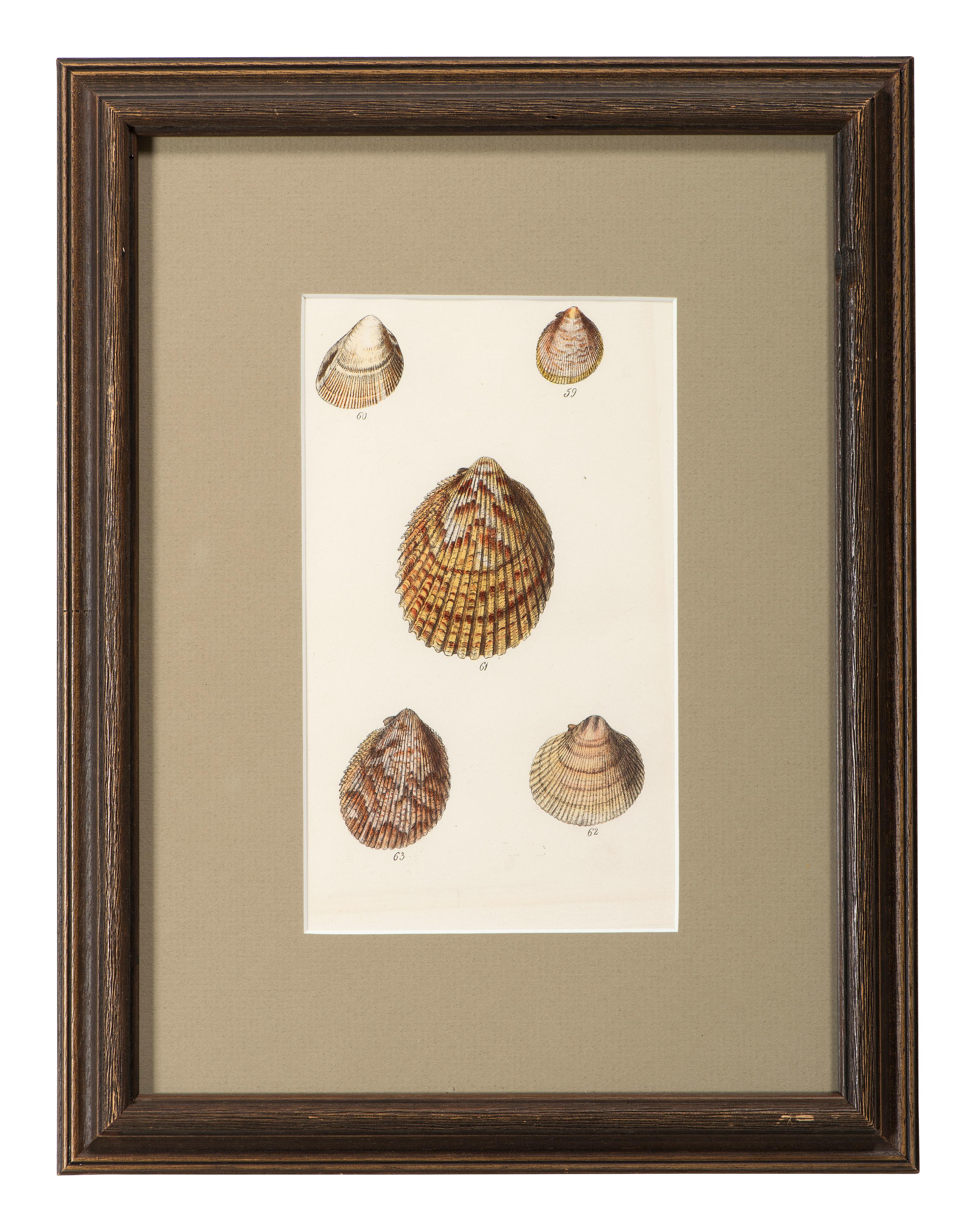 Thirteen Hand-Colored Shell Engravings