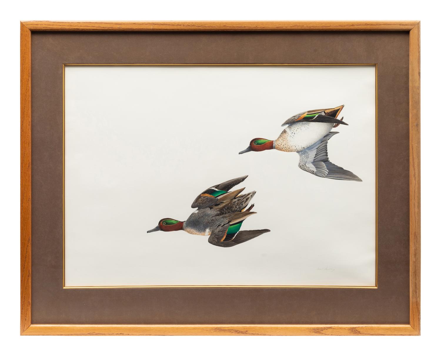 Green Wing Teal