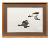 Green Wing Teal