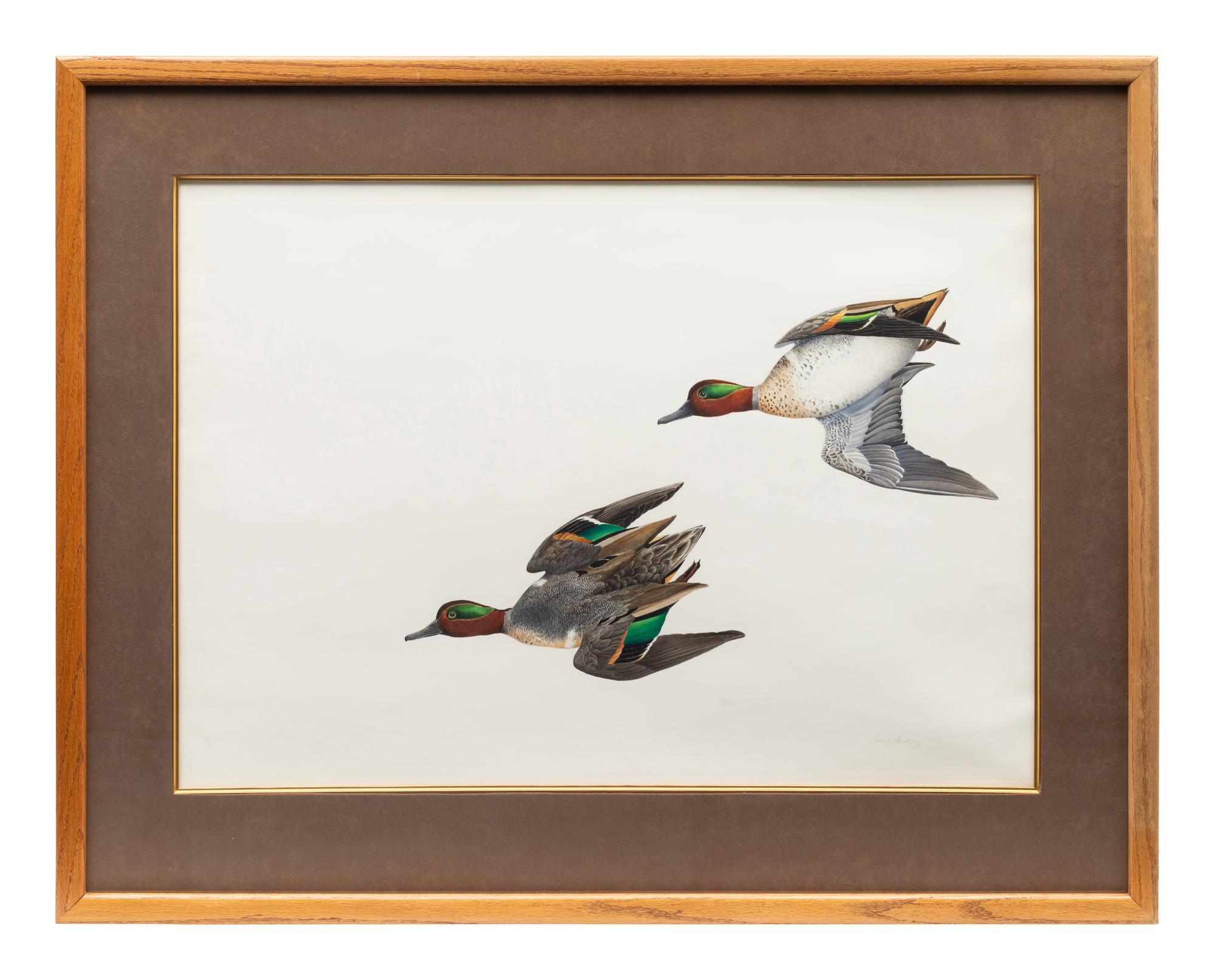 Green Wing Teal